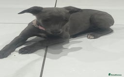 Whippet dogs for sale: 9 weeksold blue whippets ready to leave  - Image 5