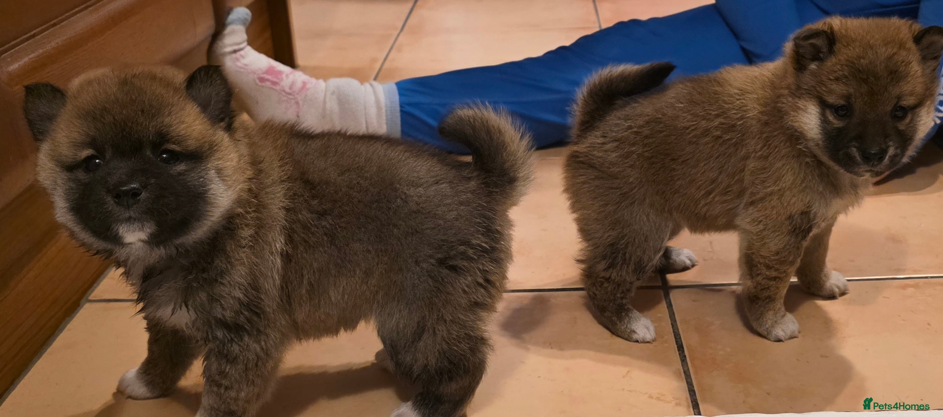 Japanese Shiba Inu dogs Last 2 Beautiful Shiba puppies  - Advert 1