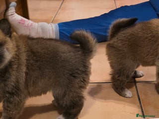 Japanese Shiba Inu dogs Last 2 Beautiful Shiba puppies - Advert 1