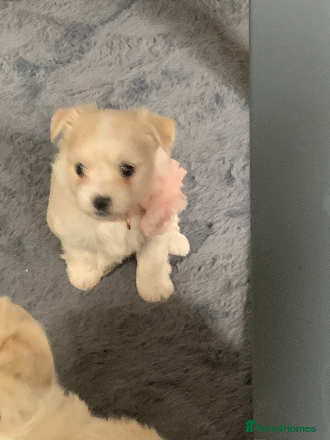 Mixed Breed dogs for sale: Malchi puppies  - Image 2