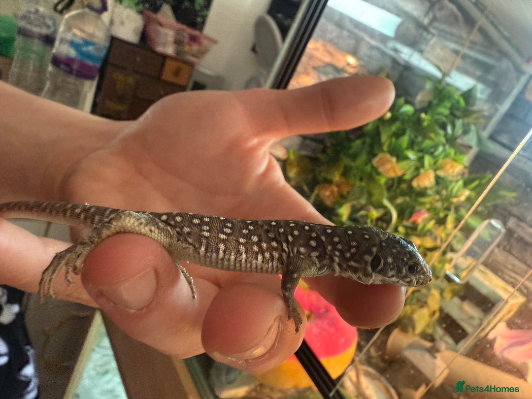 Lizard reptiles for sale: Free jewelled lacertas read description - Image 1