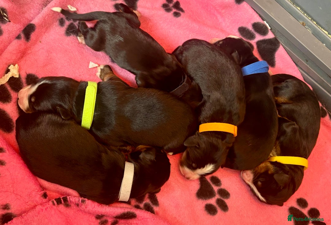 Bernese Mountain Dog dogs for sale: OUTSTANDING KC PEDIGREE HEALTH TESTED LITTER DUE - Image 2