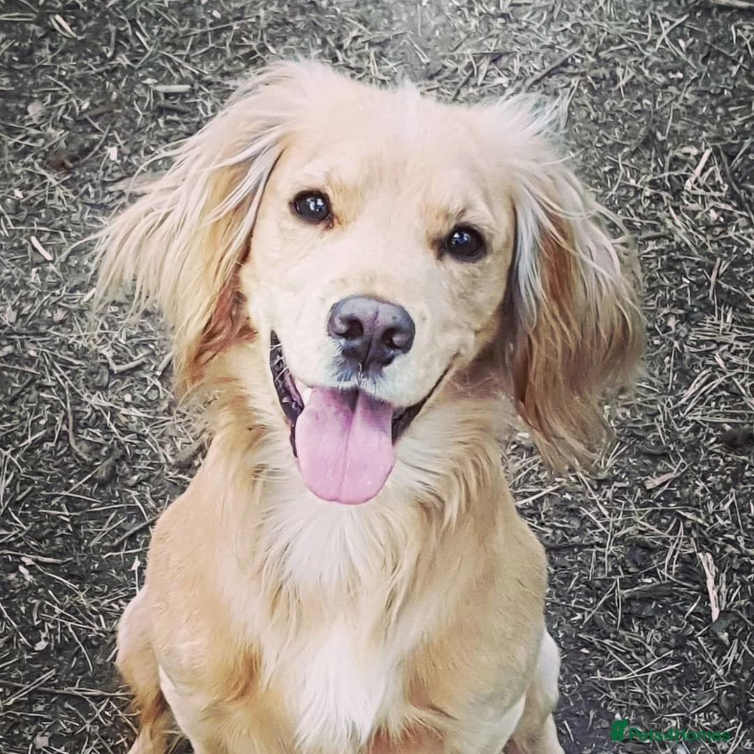 Cocker Spaniel dogs for stud: Proven Dexter for stud in Doncaster - Advert 10