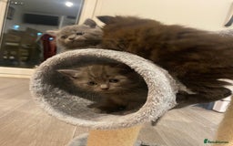 British Longhair cats for sale: British longhair kittens with Persian lineage - Image 18
