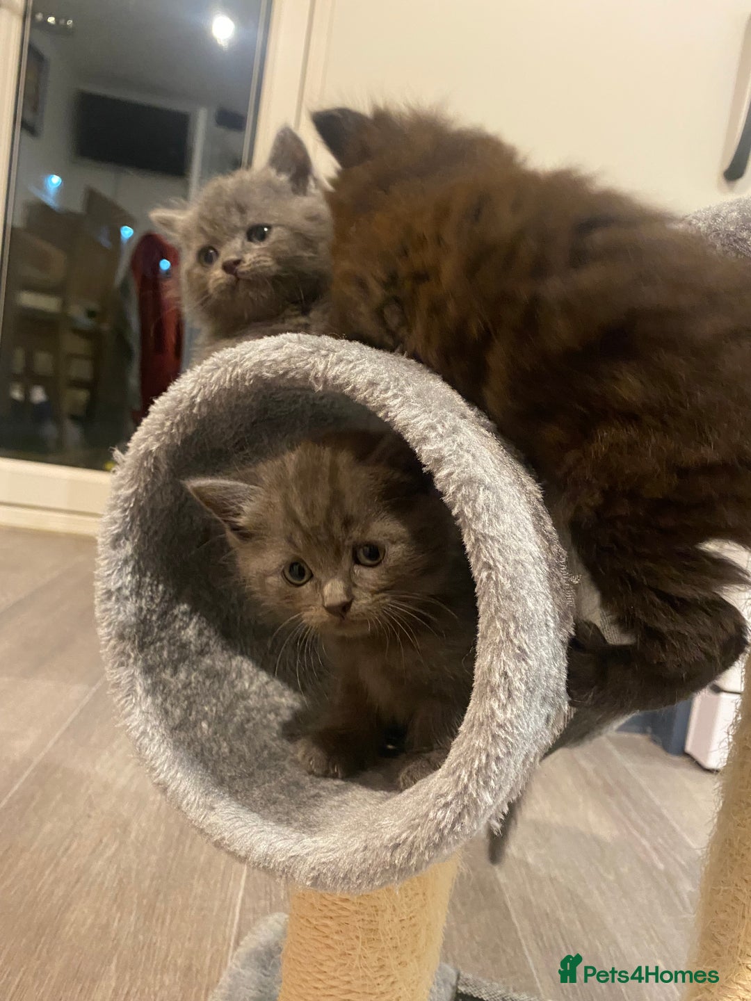 British Longhair cats for sale: British longhair kittens with Persian lineage - Image 18