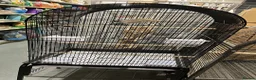 Parakeets birds for sale: Hand Reared Parrots/parakeets At Urban Exotics  - Advert 15