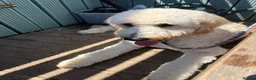Goldendoodle dogs for sale: 1Y Doodle  - Advert 2