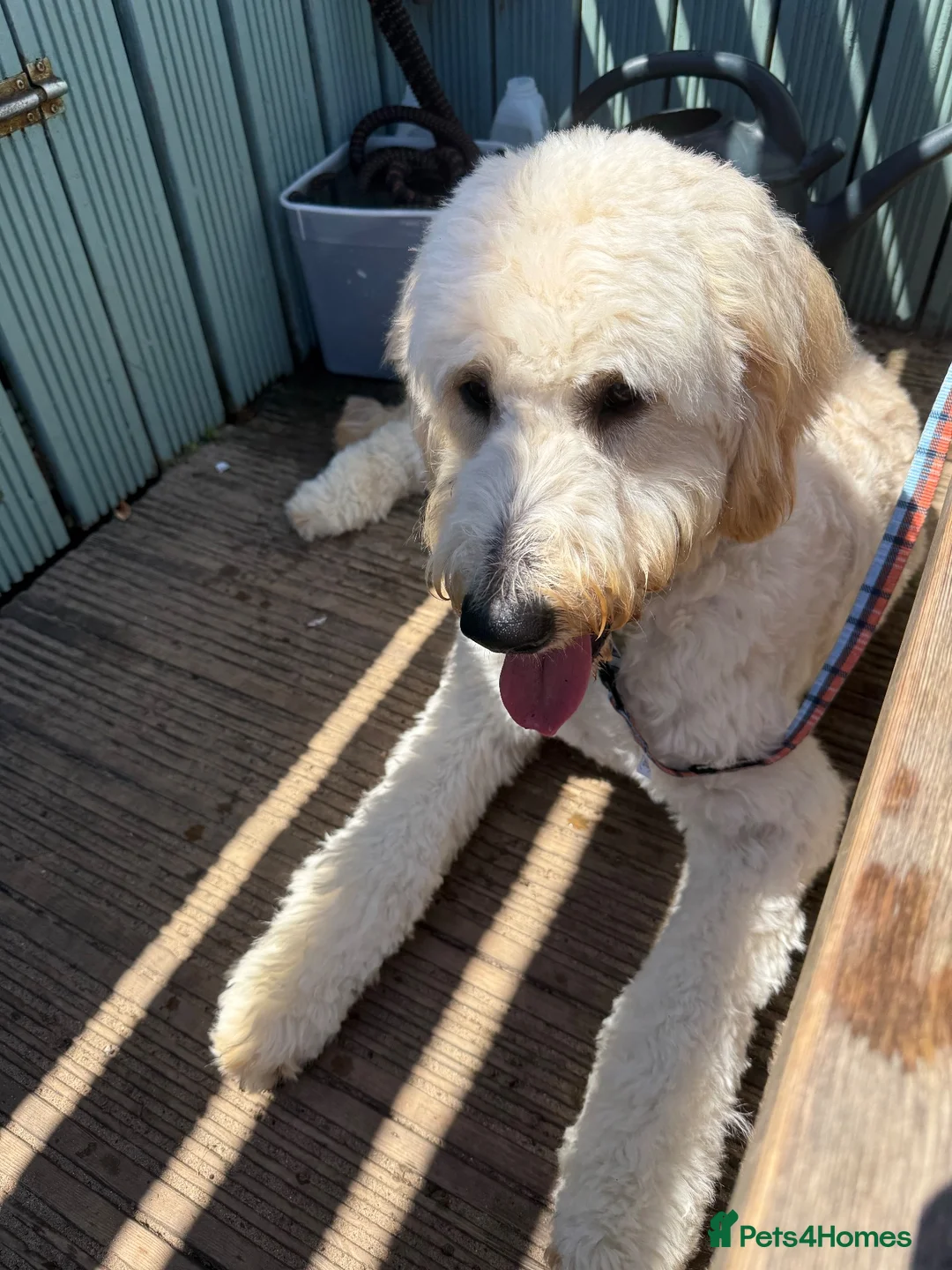 Goldendoodle dogs for sale: 1Y Doodle  - Advert 2