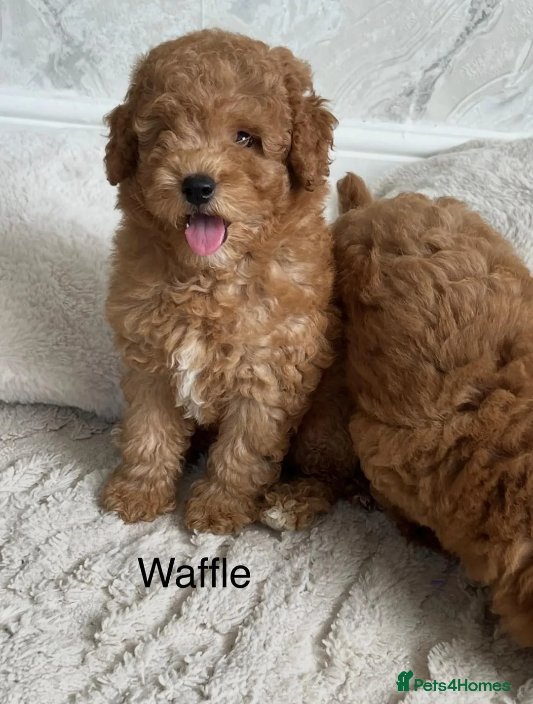 Cavapoo dogs for sale:   Teddy bear cavapoos ready now  in Bilston - Advert 18