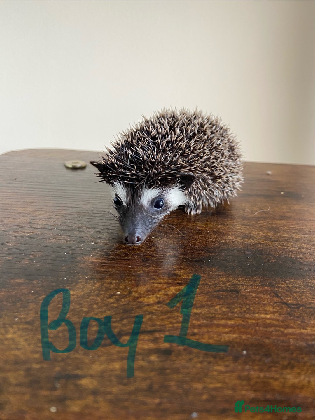 Pygmy Hedgehog rodents for sale: Pygmy Hedgehogs 🦔 - Advert 4