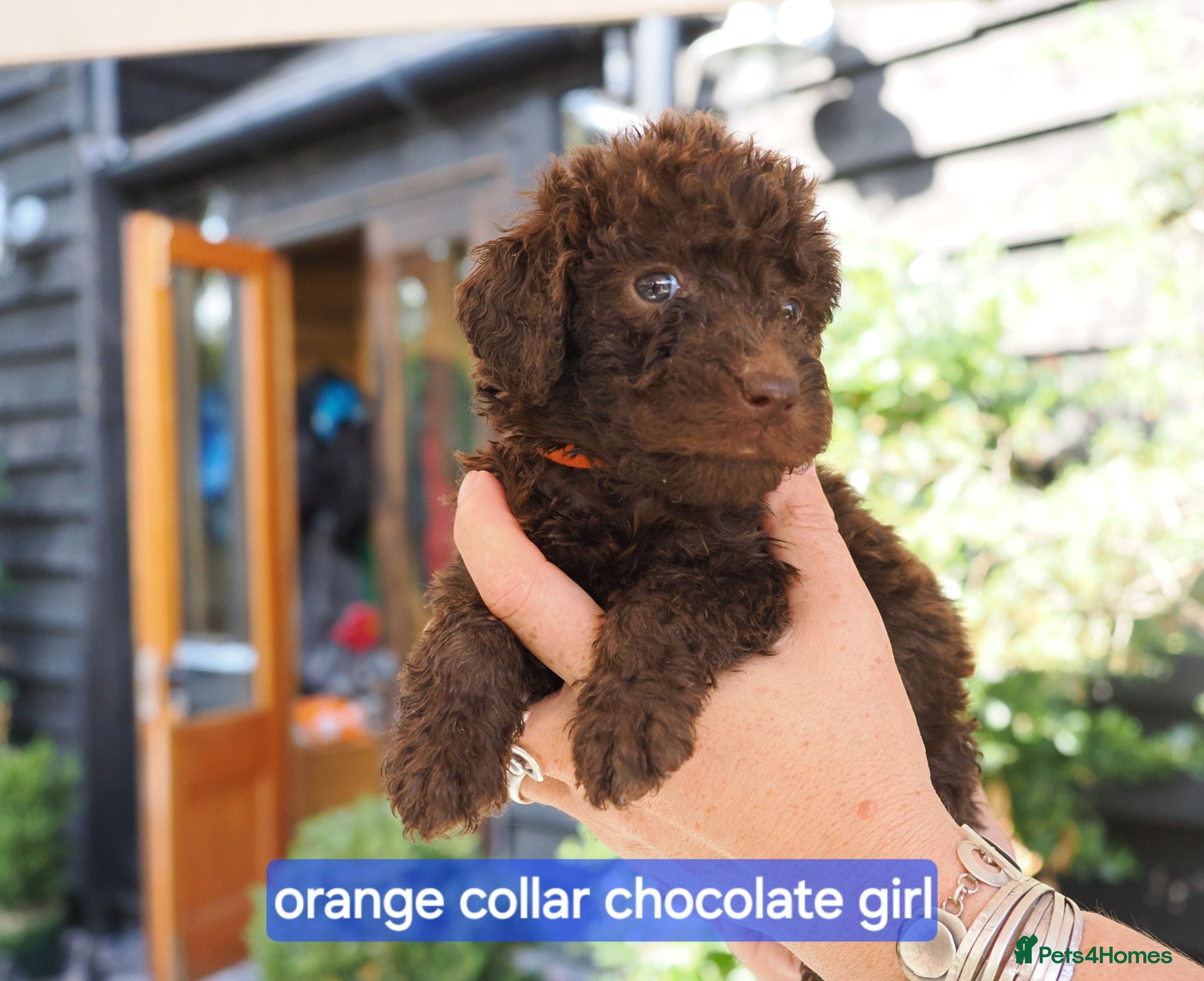 Labradoodle dogs Labradoodles Miniature/Midi Puppies Multi Gen  - Advert 2