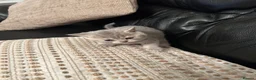 British Shorthair cats for sale: British shorthair  - Advert 5