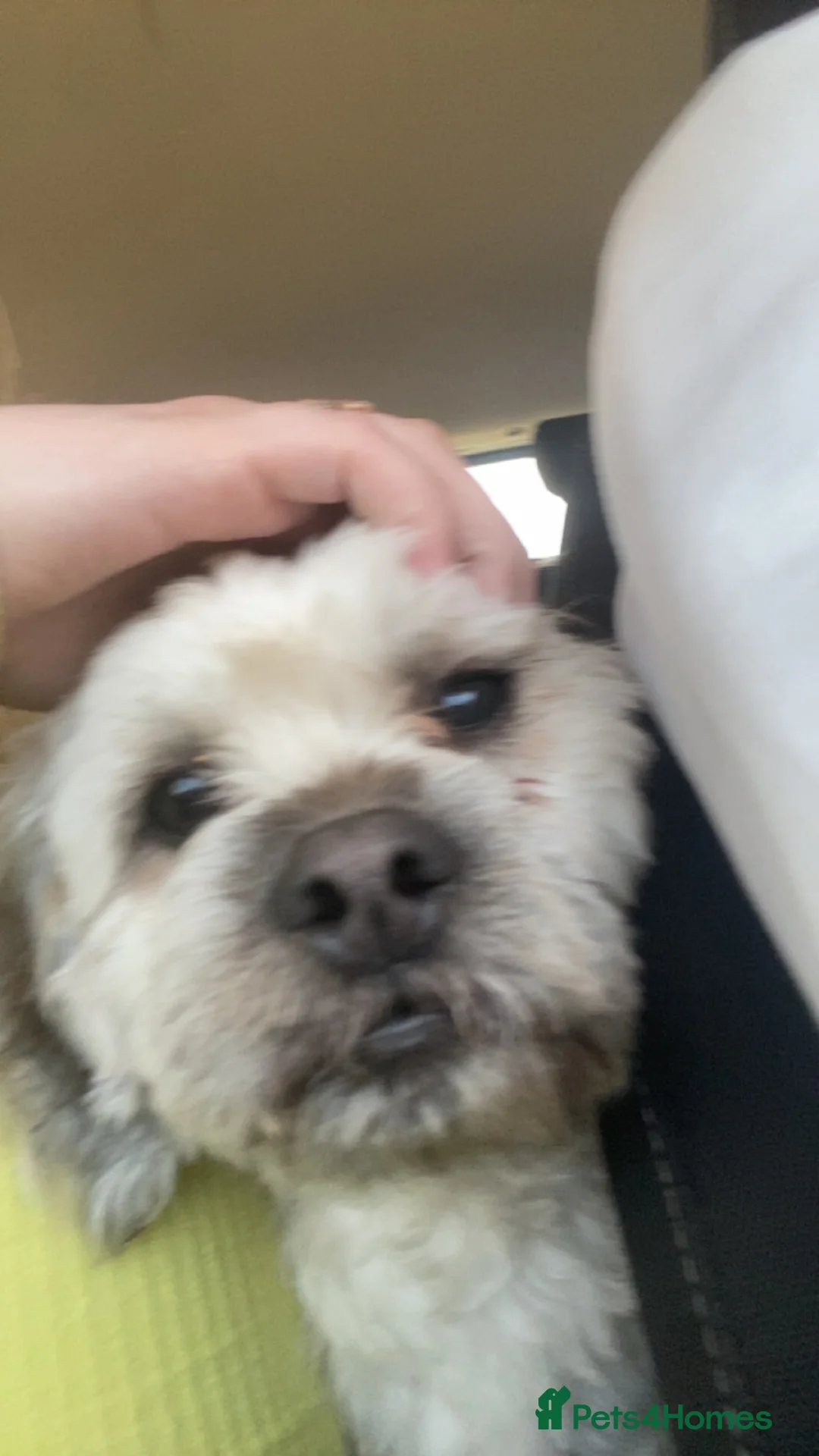 Lhasa Apso dogs for stud: Lhasapso for studding  - Advert 3