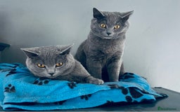 British Shorthair cats for sale: British shorthair x Russian blue male cats age 1 - Advert 11