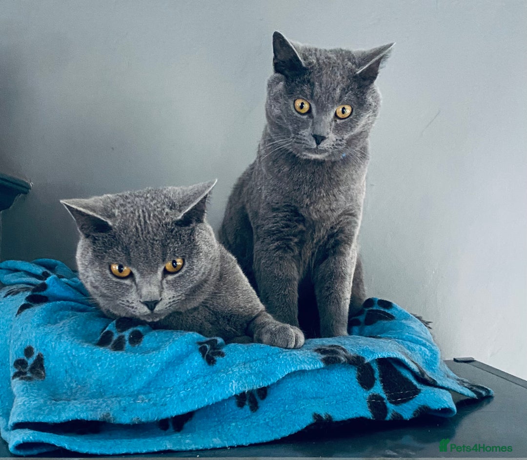British Shorthair cats for sale: British shorthair x Russian blue male cats age 1 - Advert 11