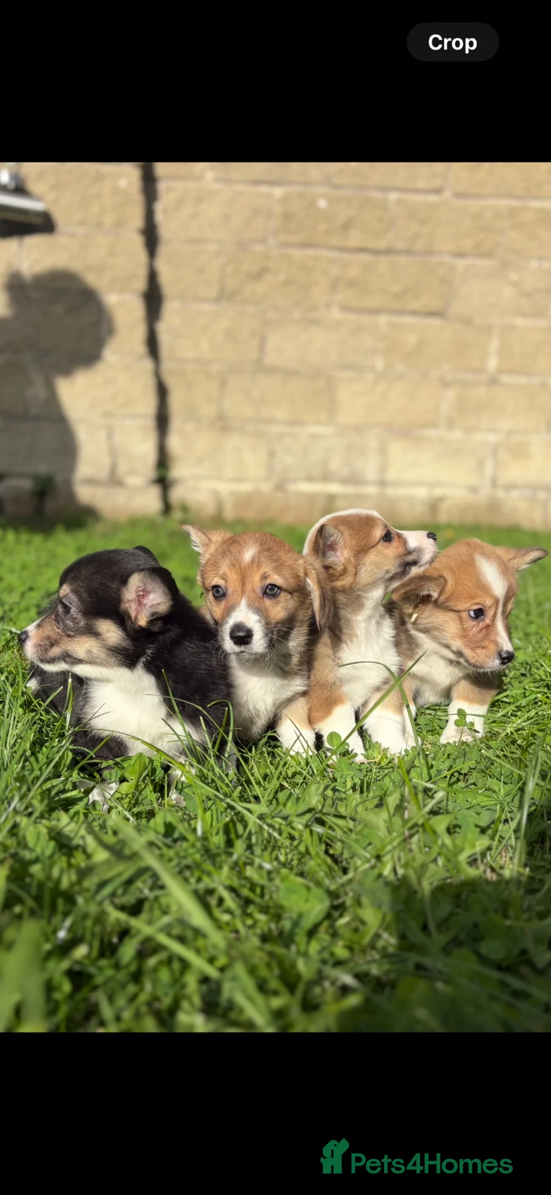 Welsh Corgi Pembroke dogs for sale: Beautiful Pembrokeshire welsh corgis for sale !! - Advert 7