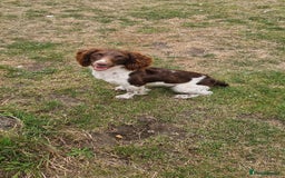 English Springer Spaniel dogs for sale: Bramble the English Springer Spaniel - Image 11
