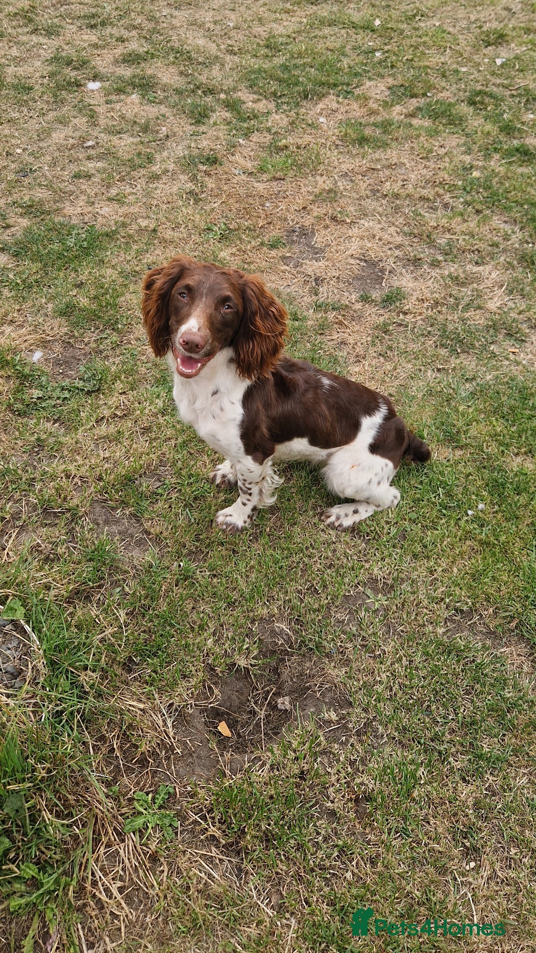 English Springer Spaniel dogs for sale: Bramble the English Springer Spaniel - Image 11