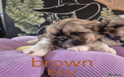 Shih Tzu dogs for sale: Cute Shih-Tzu puppies😍😍😍 - Image 22