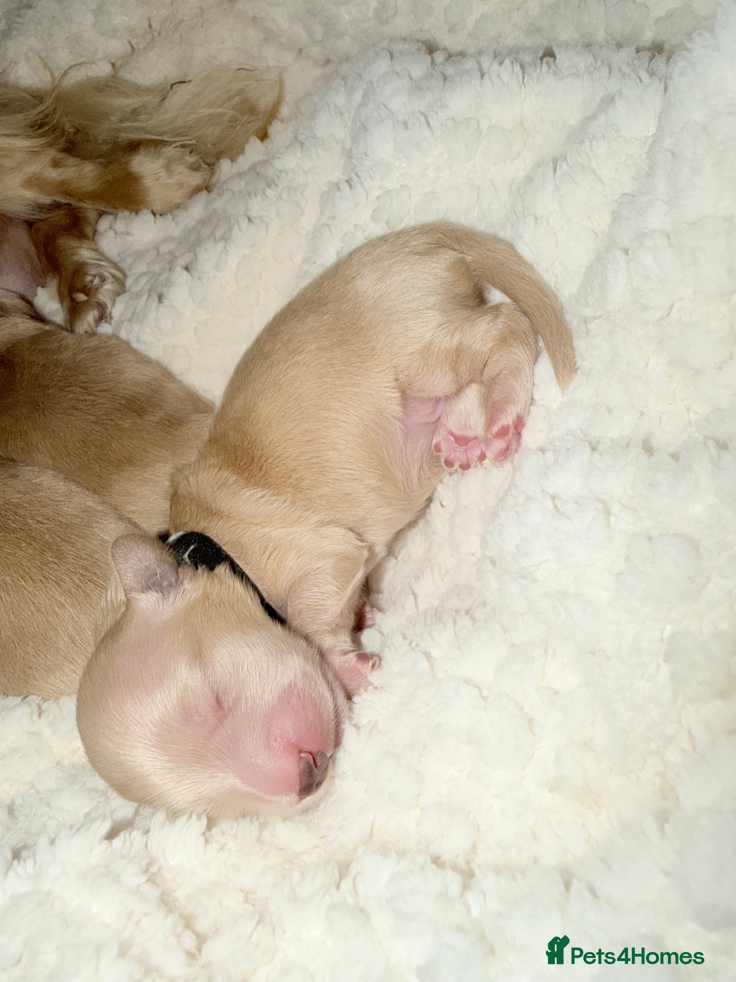 Miniature Dachshund dogs ✨loving forever friends ❤️✨ - Advert 2