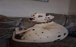 Dalmatian dogs for sale: Beautiful female Dalmatian  - Image 4