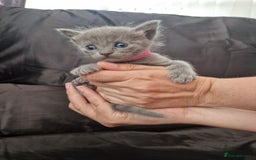 Ragdoll cats for sale: Ragrex kittens for sale  - Image 2