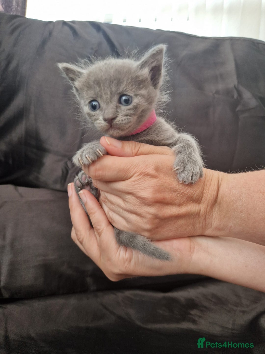 Ragdoll cats for sale: Ragrex kittens for sale  - Image 2