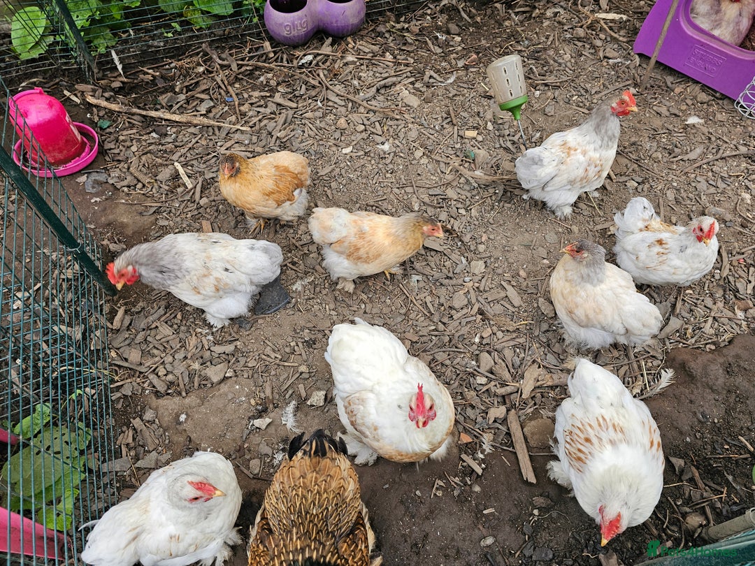 Chickens poultry for sale: ** Stunning friendly Pekin Cockerals available **  - Image 11