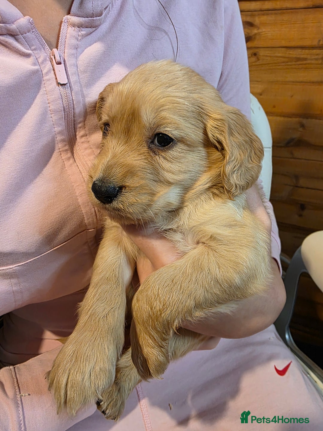 Cocker Spaniel dogs for sale: Beautiful Working KC Reg Cocker Spaniels Puppies - Advert 21