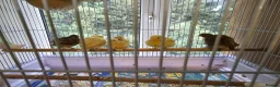 Canaries birds for sale: Beautiful Young Canaries For Sale - Advert 2