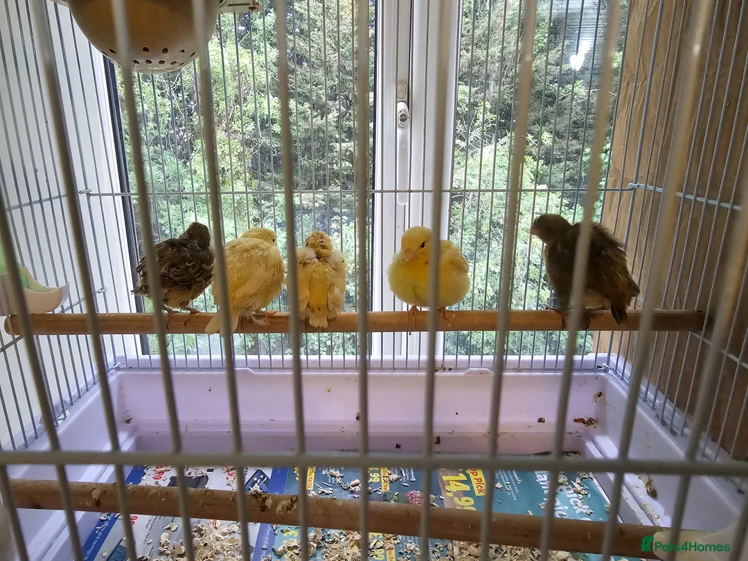 Canaries birds for sale: Beautiful Young Canaries For Sale - Advert 2