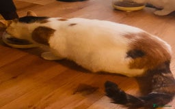 Mixed Breed cats for sale: Calico kitten  - Image 2