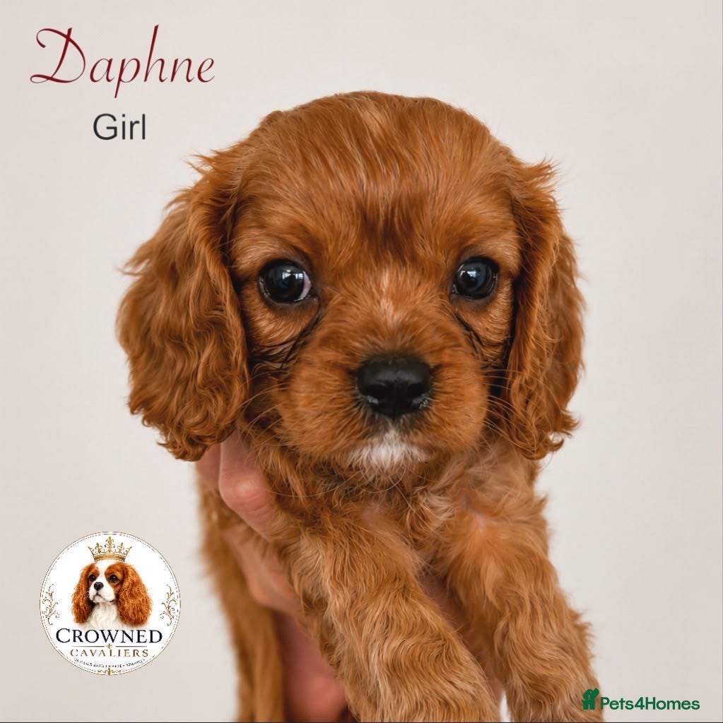 Cavalier King Charles Spaniel dogs Beautiful Cavalier King Charles Pups - Advert 2