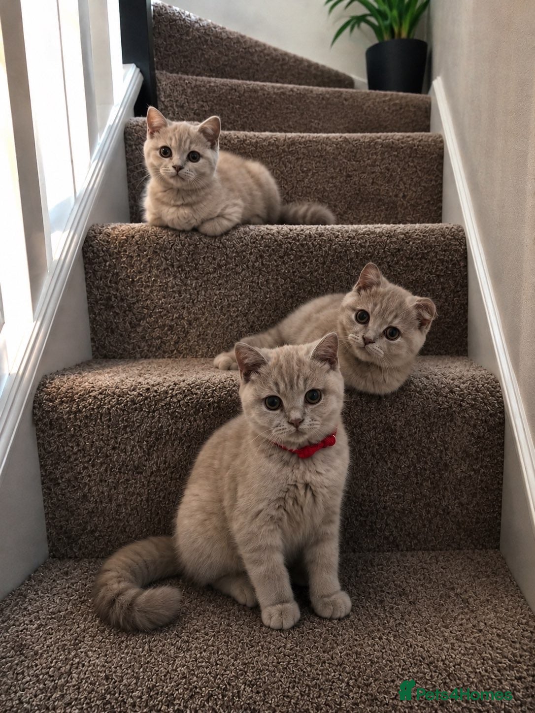 British Shorthair cats Ready now!!  lilac British short hair kittens - Advert 1