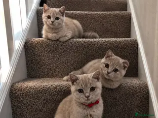 British Shorthair cats Ready now!! lilac British short hair kittens - Advert 15