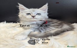 Maine Coon cats for sale: Beautiful silver tabby babies  - Image 10