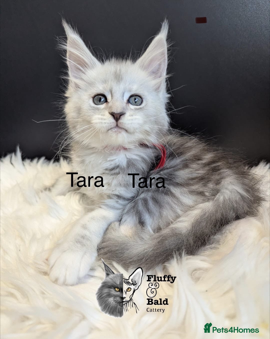 Maine Coon cats for sale: Beautiful silver tabby babies  - Image 10