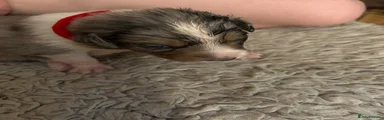 Mixed Breed 5