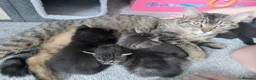 Maine Coon cats for sale: Half Main coon kittens  - Advert 1