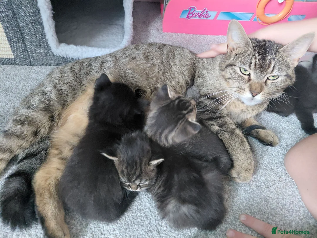 Maine Coon cats for sale: Half Main coon kittens  - Advert 1