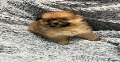 Pomeranian dogs Puppies Ready for new homes  - Advert 9