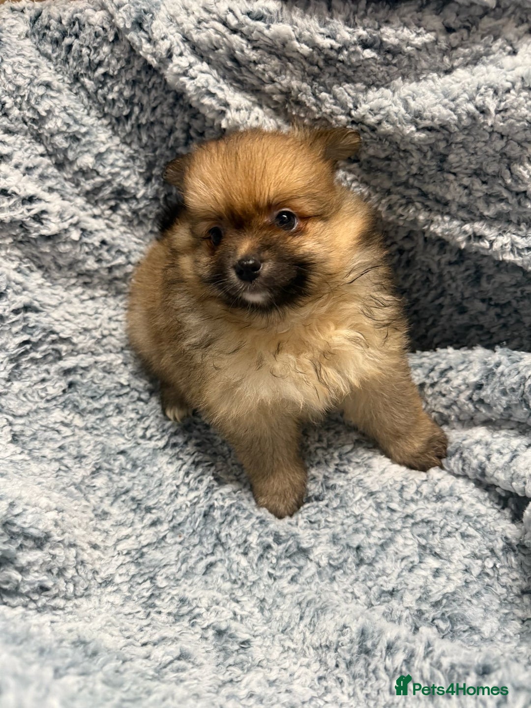 Pomeranian dogs for sale: Puppies Ready for new homes  - Advert 2