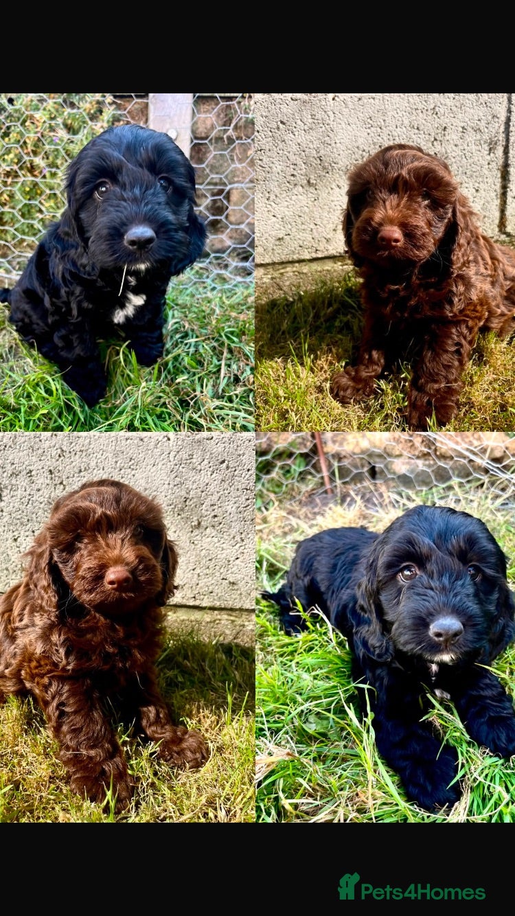 Cockapoo dogs F1 Cockapoos - Advert 16