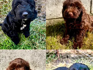 Cockapoo dogs F1 Cockapoos - Advert 13