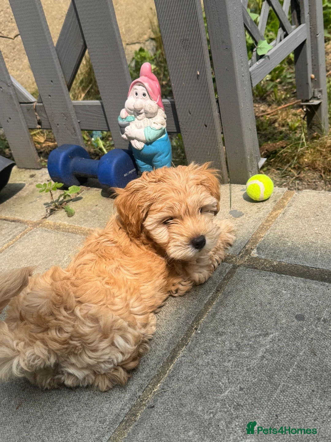 Maltipoo dogs for sale: Maltipoo puppy - 14 wks  - Image 3