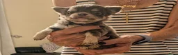 Chihuahua dogs for sale: Lovely tiny chihuahua puppies for sale  - Advert 7