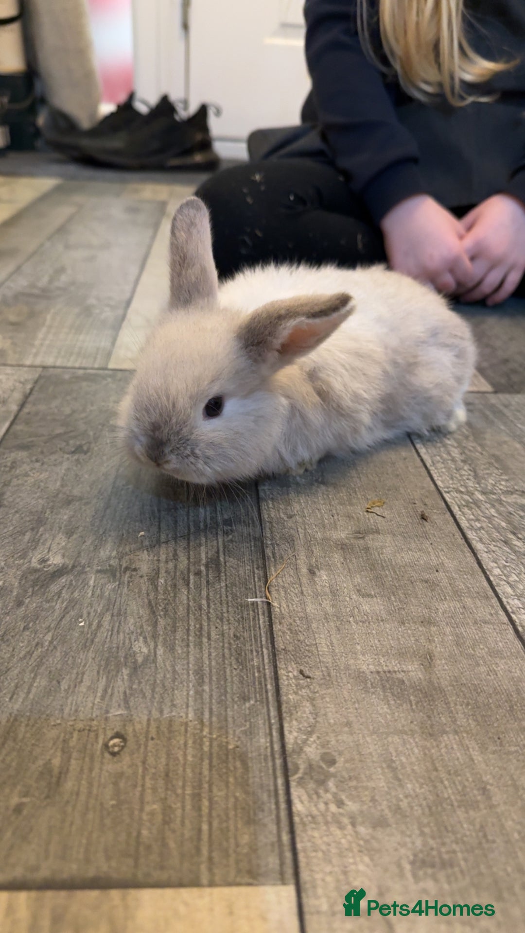 Mixed Breed rabbits for sale: Mini lop X lion head bunnies  - Advert 4