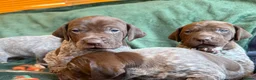 German Shorthaired Pointer dogs for sale: KC German Shorthaired Pointer Puppies - Advert 17