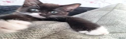 British Shorthair cats for sale: kittens in Wallingford - Advert 17