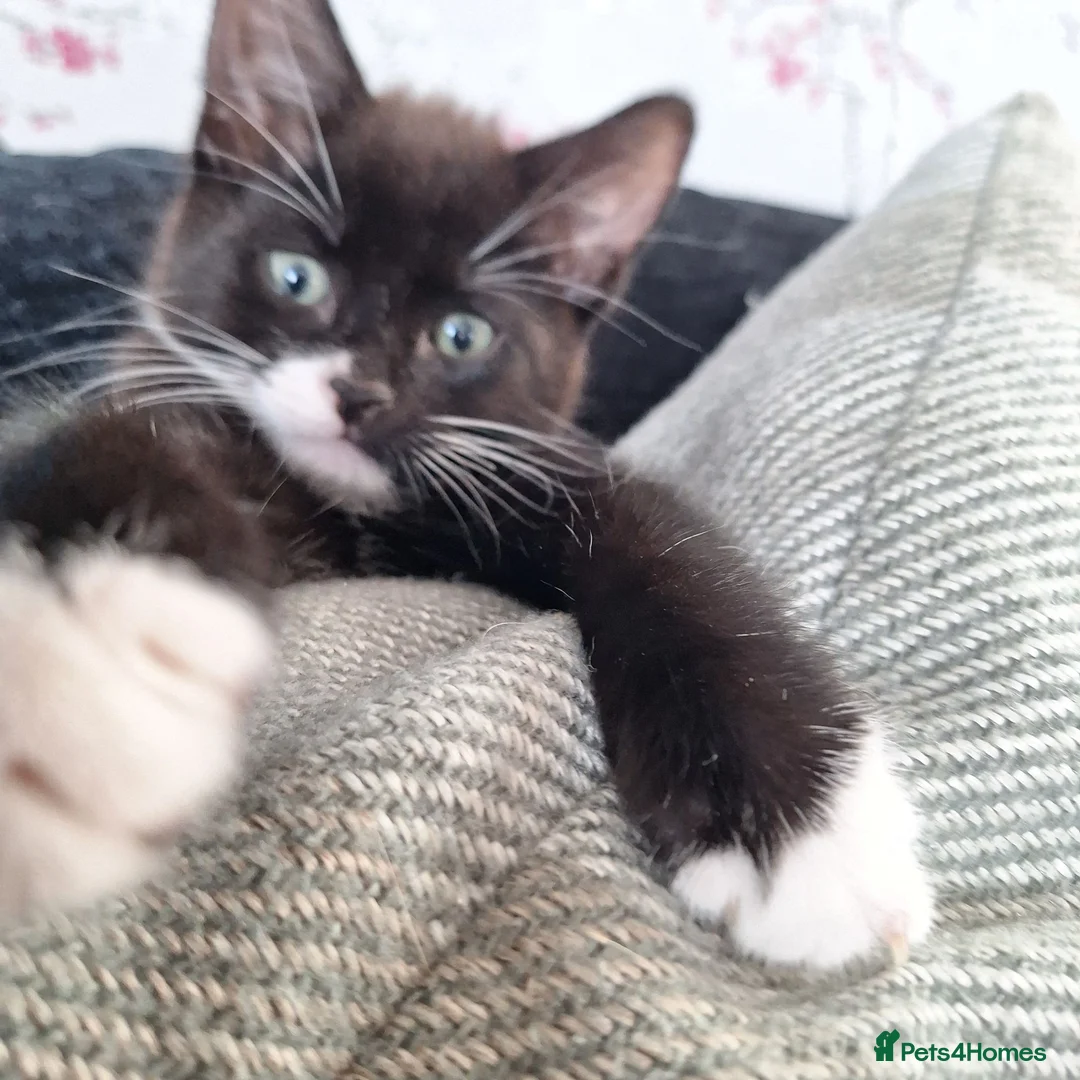 British Shorthair cats for sale: kittens in Wallingford - Advert 17